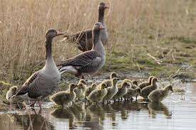 Foto: Vogeluitkijkhut De Kluut
