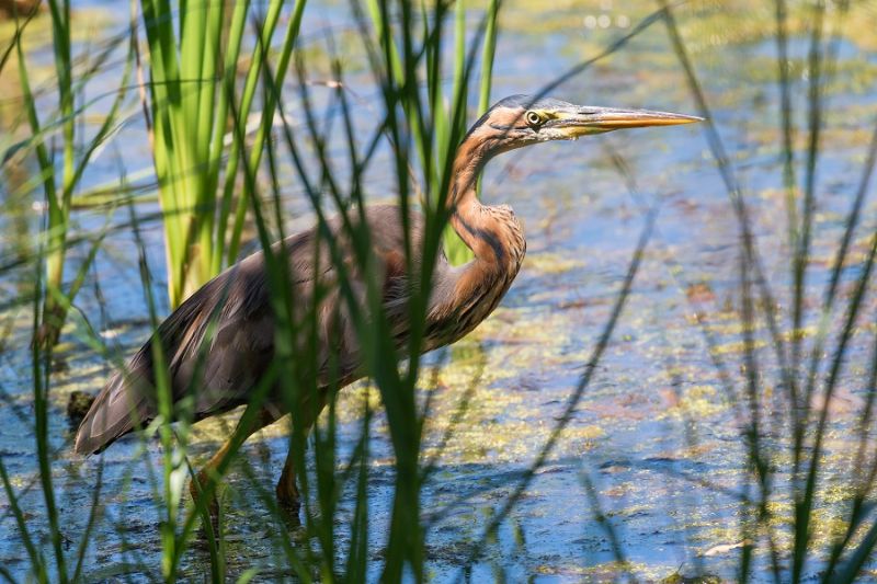 Foto: Vogelkijkhut bij Brandemeer
