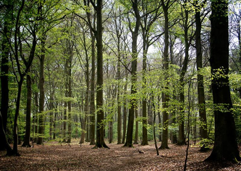 Foto: Geluksplek 4 Roerdalen: De Kathedraal van het Munnichsbos