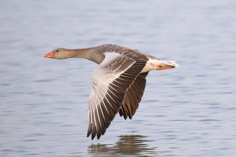 Foto: Grauwe Gans Vogelkijkhut