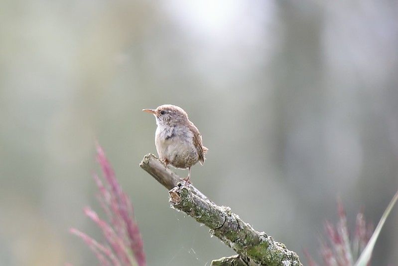 Foto: Vogeluitkijkhut Keersluisplas