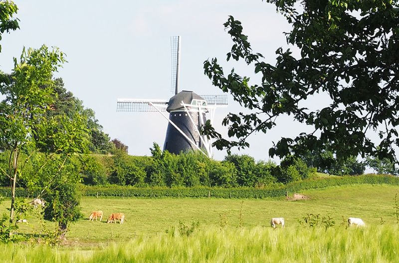 Foto: Molen Op de Vrouweheide