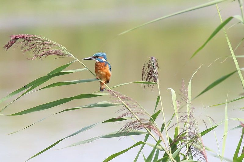 Foto: Vogeluitkijkhut De Oeverloper