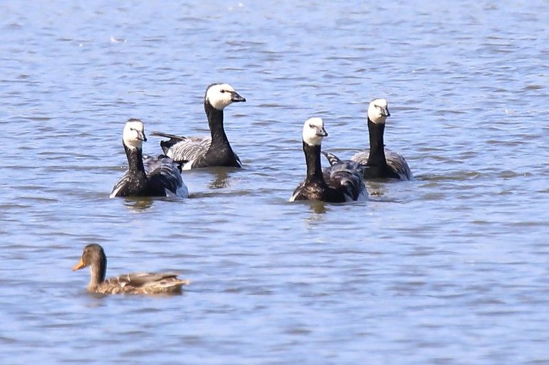 Foto: Vogeluitkijkhut Kleine Praambult