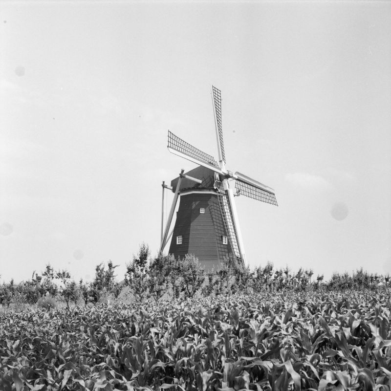 Foto: Molen De Grauwe Beer
