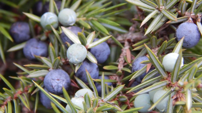 Foto: Strabrechtse Heide