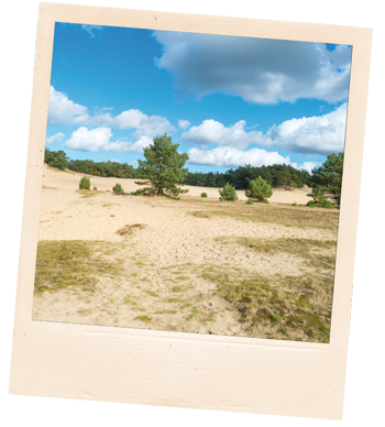 Bijzondere dieren in de Veluwe